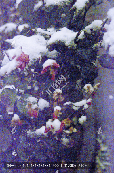 殘花和白雪