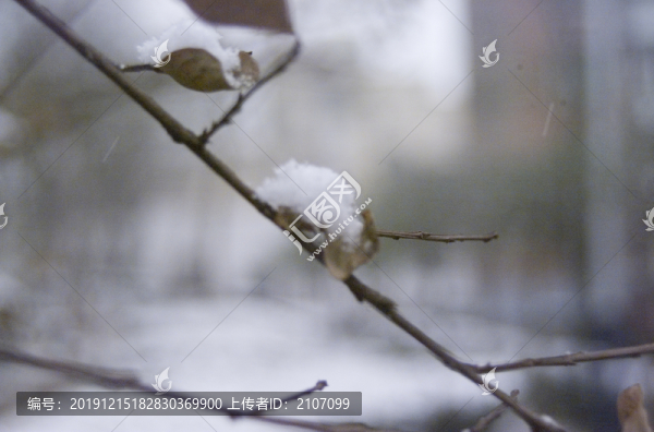 白雪和枯樹枝