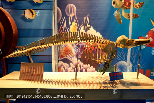 海豚標本