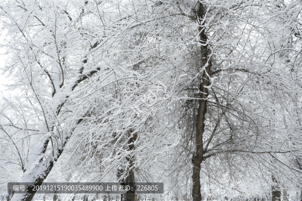 冬雪