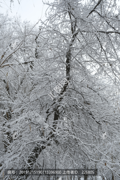 冬雪
