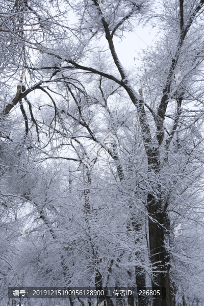 冬雪