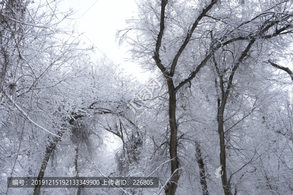 雪景