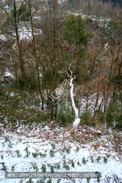 雪景