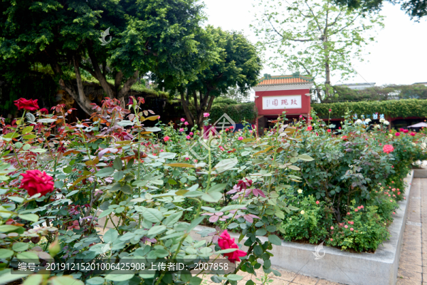 玫瑰園