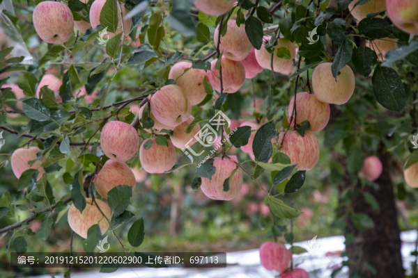 蘋果