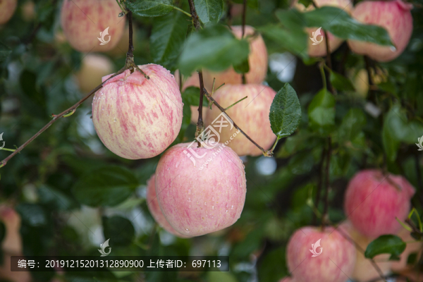 蘋果