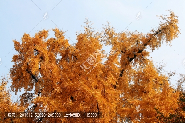 秋天的古銀杏樹
