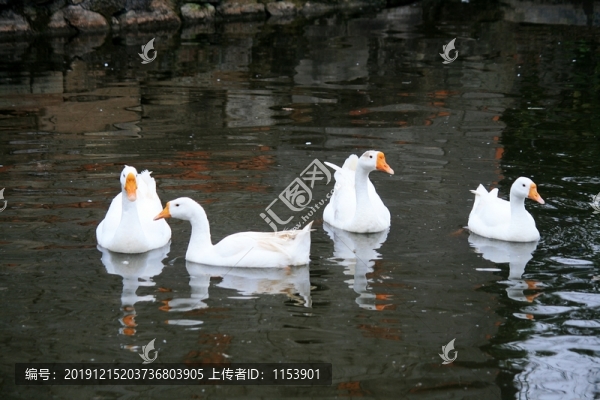 鵝