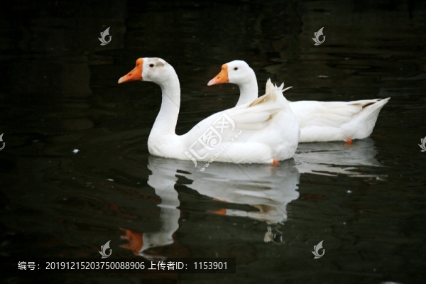 鵝