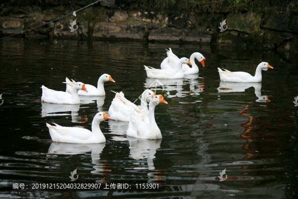 鵝