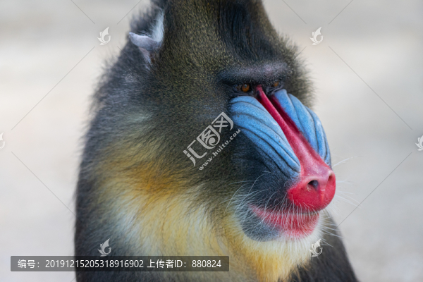 山魈