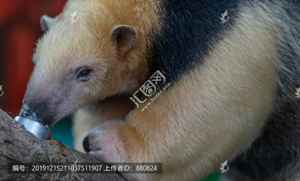 小食蟻獸