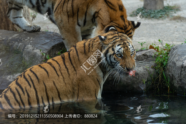 老虎