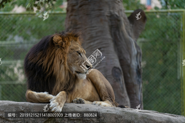 獅子