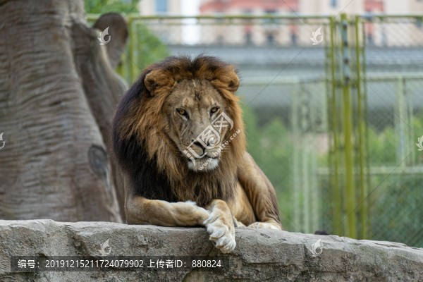 非洲獅子