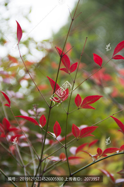 南天竺紅葉
