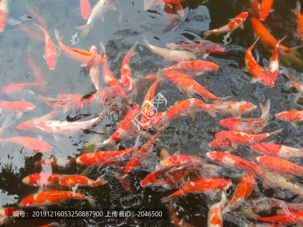 錦鯉