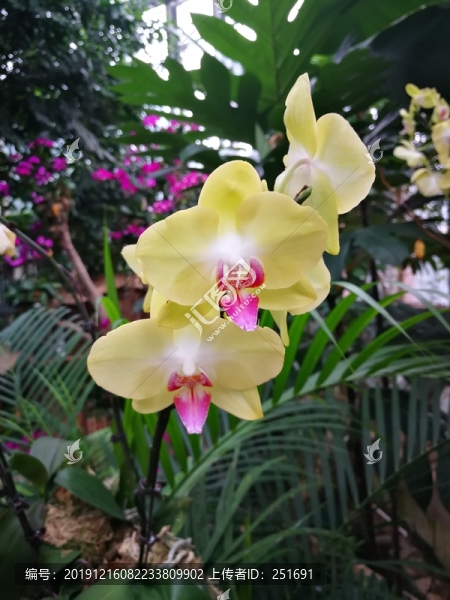 蘭花美麗