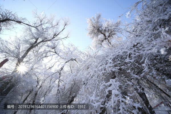 冬雪