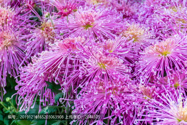 紫色菊花