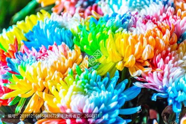 七彩菊花