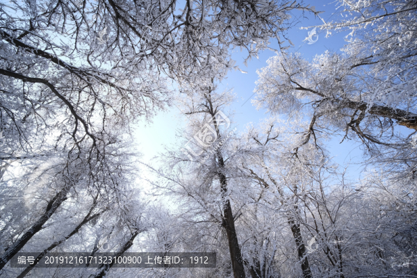 雪林