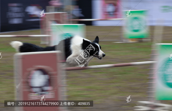 敏捷犬