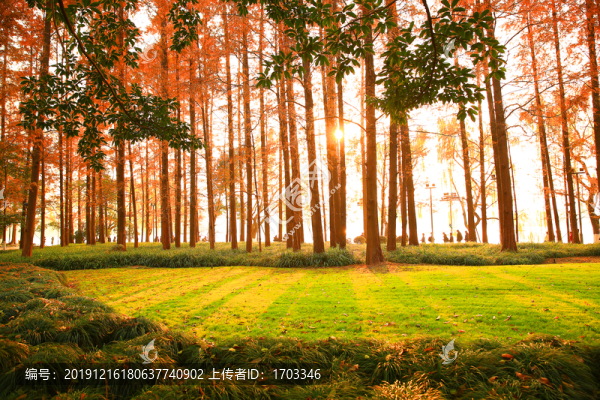 森林秋景
