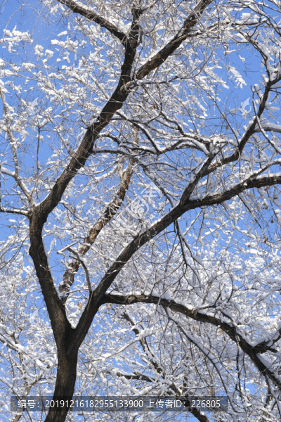 雪林