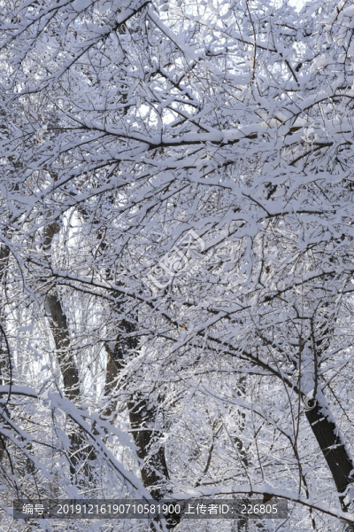 冬雪