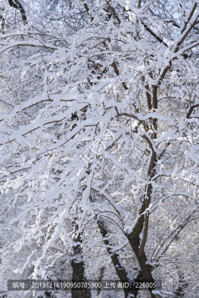 冬雪