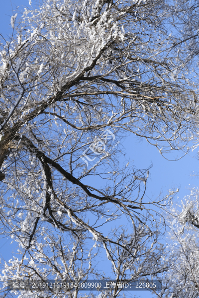冬雪