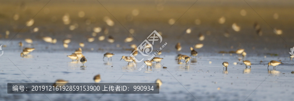 沿海灘涂