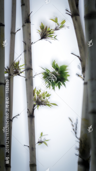 水墨風(fēng)格竹林
