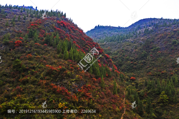 巫山紅葉