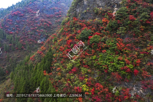 巫山紅葉
