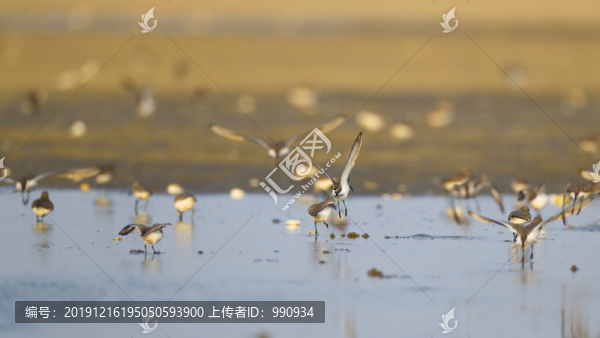 小鳥(niǎo)天堂