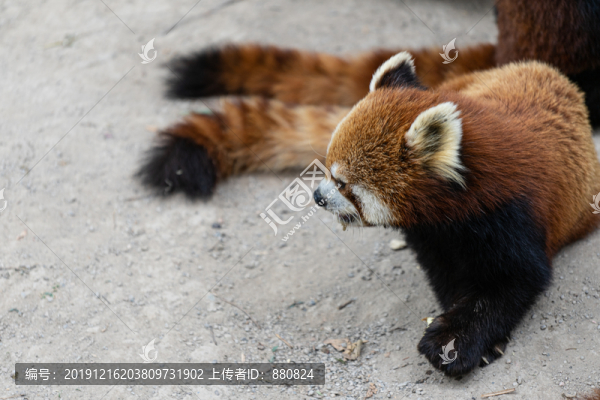 小熊貓