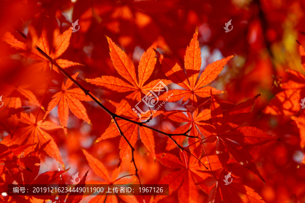 紅楓葉