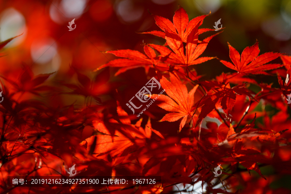 紅楓葉