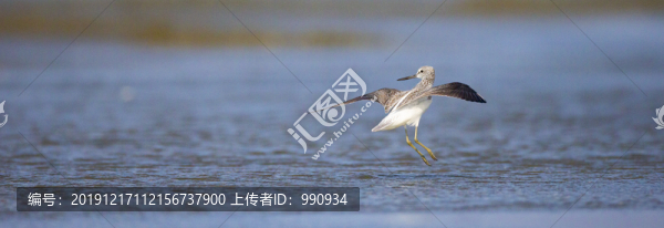 水鳥
