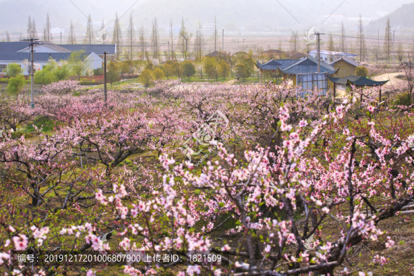 胡陳桃花園
