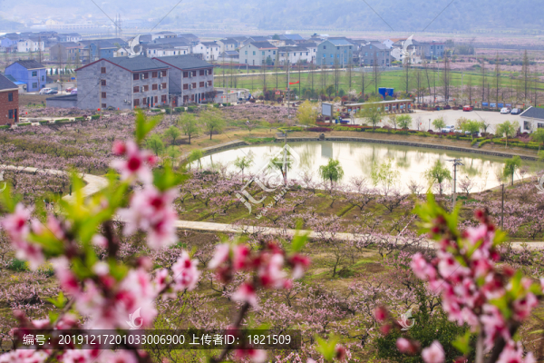 胡陳桃花園