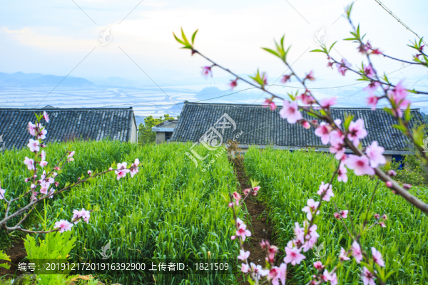 寧海桃花園