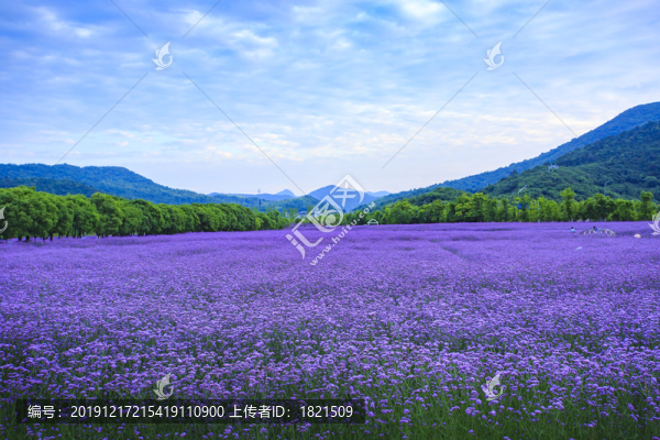 馬鞭草