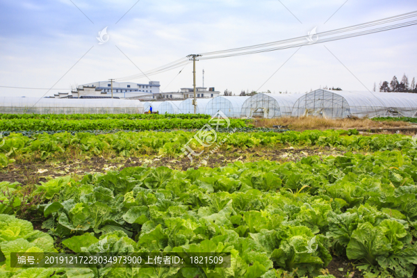 郭夏村大棚基地