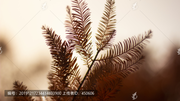紅杉樹