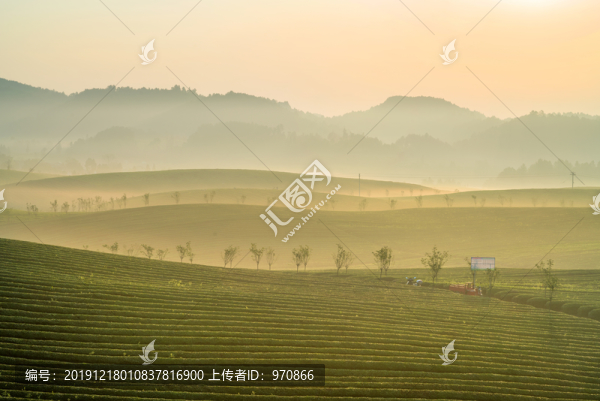 茶海茶園晨曦