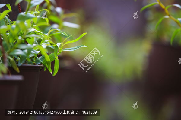 寧波鄞州易中禾仙草園風(fēng)光